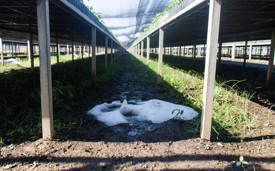 granizada8