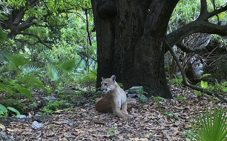 jaguar