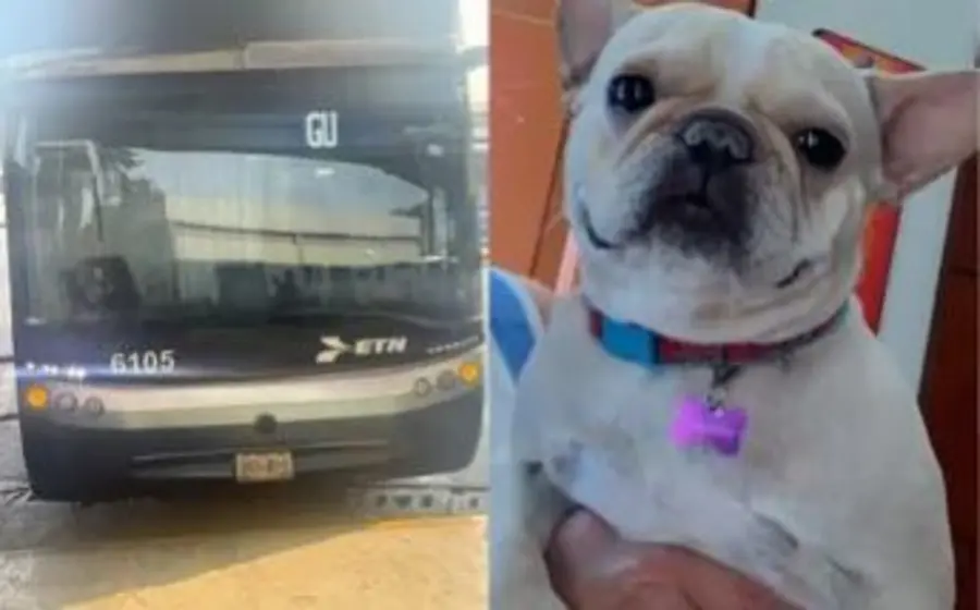 autobus-can 