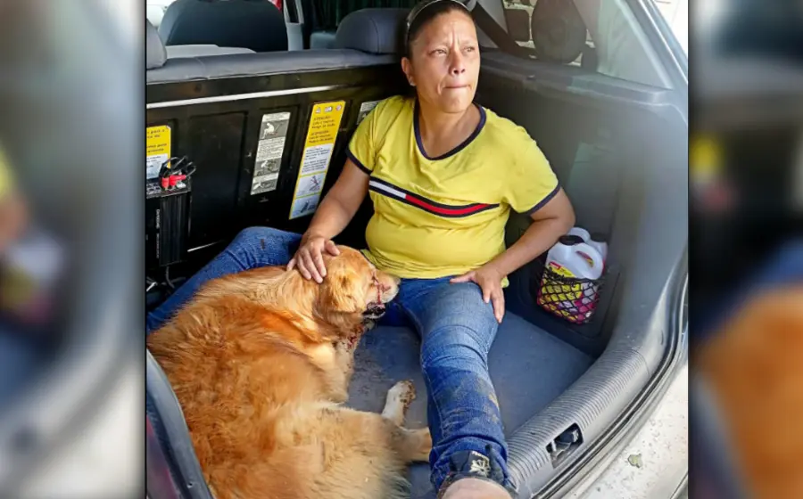 zeus_es_atendido_por_veterinario