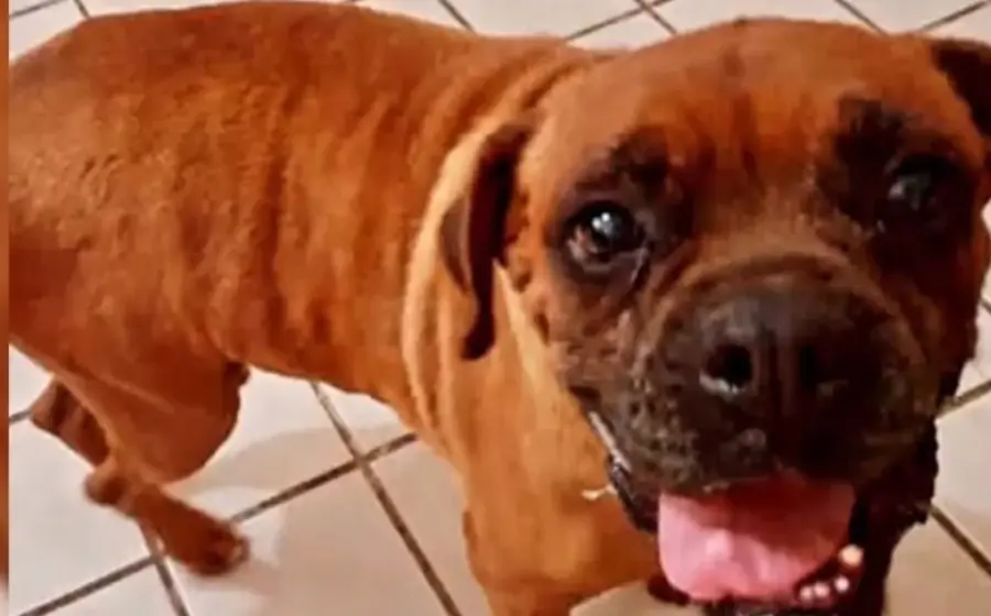 perrito_chato_acude_audiencia_judicial