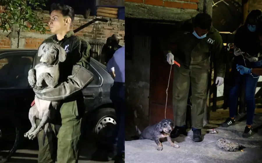 rescate-perros 