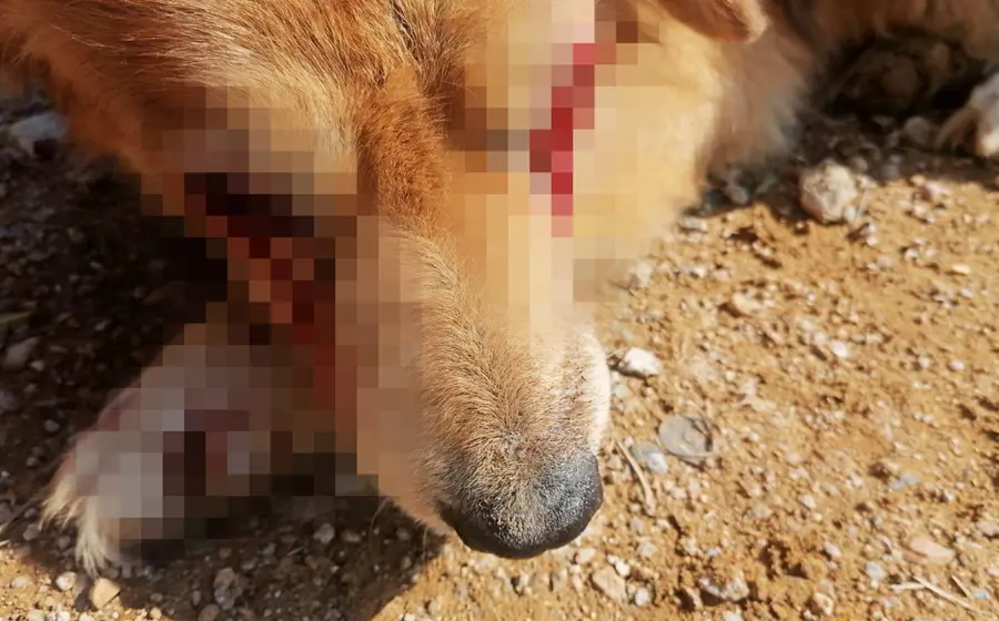 maltrato-animal69