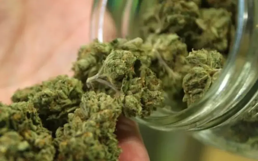 marihuana3-1