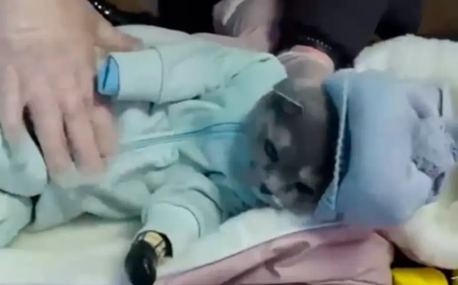 disfrazan_gato_para_traficar_dr0gas