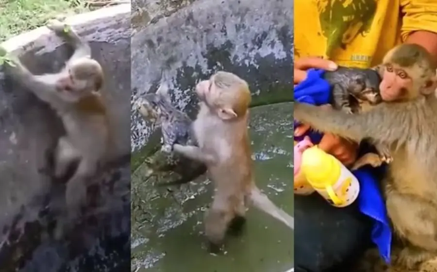 mono_salva_a_gato