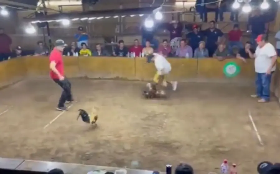 pelea-de-gallos
