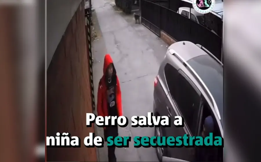 perro_defiende_menor_de_plagiarios