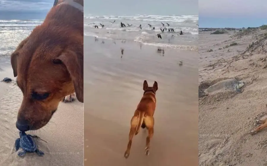 perro_ayuda_a_tortugas