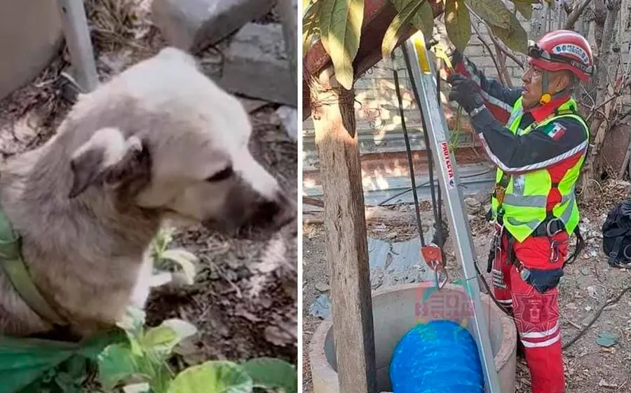 perrito 