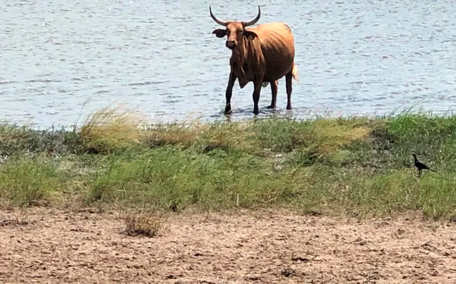 toro 