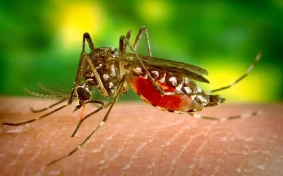 Dengue