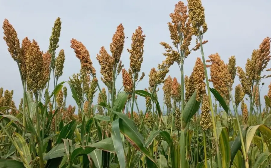 Plantíos 