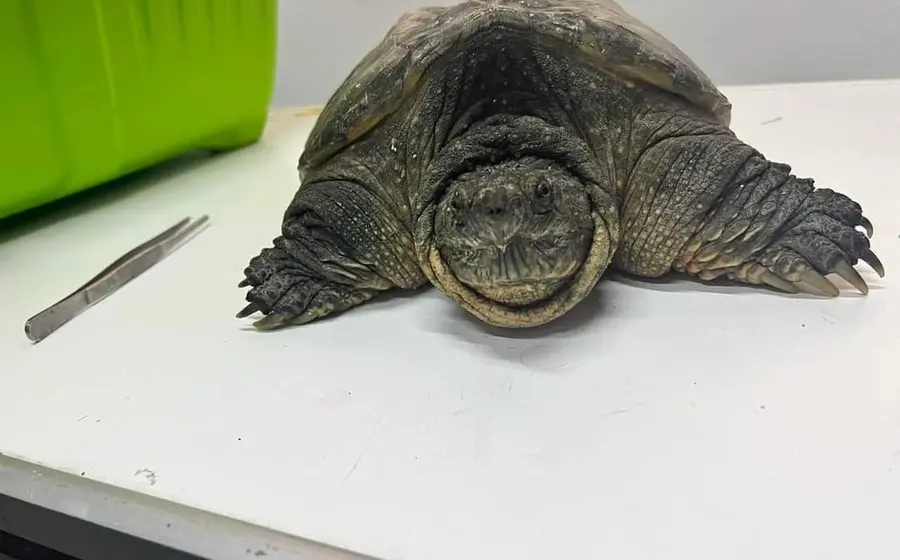 Tortuga