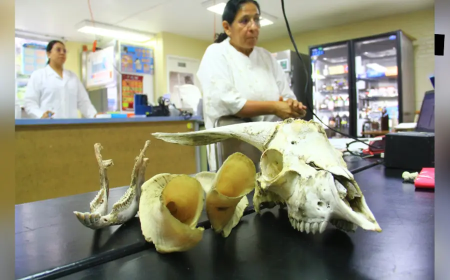  Gisela Fuentes Mascorro,