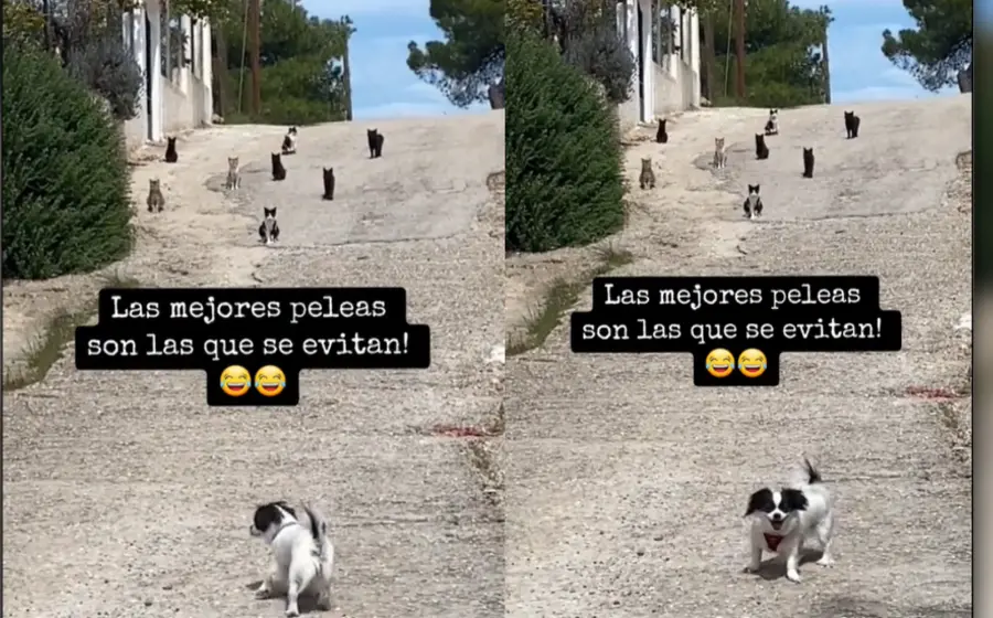 can_emprende_huida_de_gatos