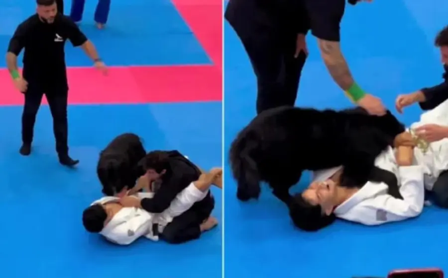 lomito_protege_a_dueño_combate