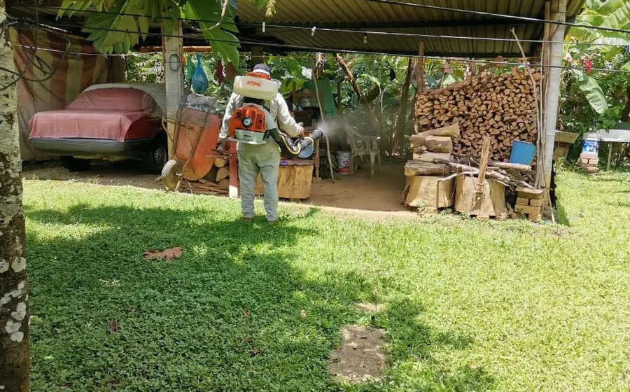 dengue 