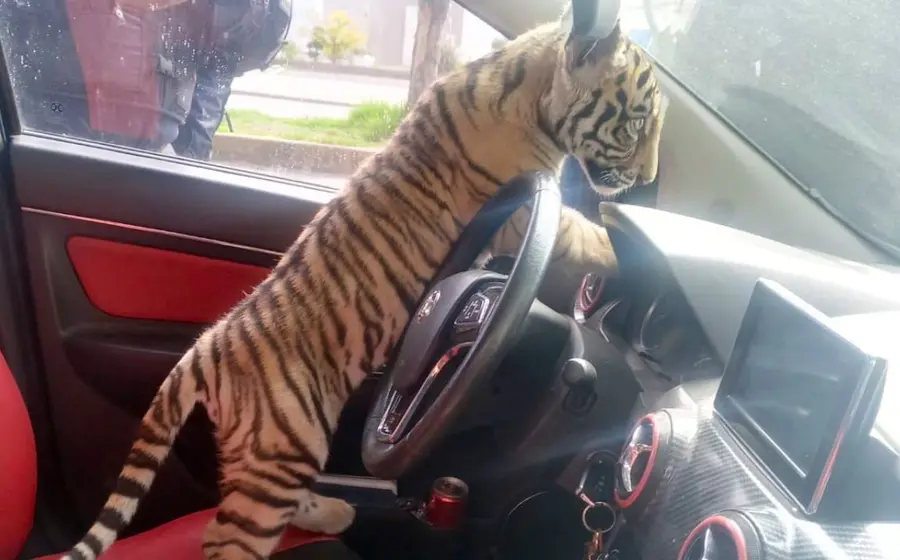 felino 