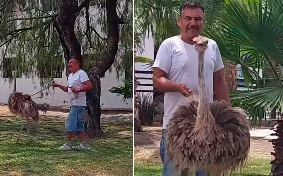 pasea-a-avestruz 