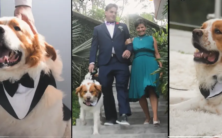 lomito_viste_de_gala_boda