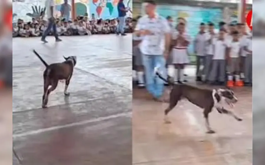 lomito_da_bienvenida_niños_escuela