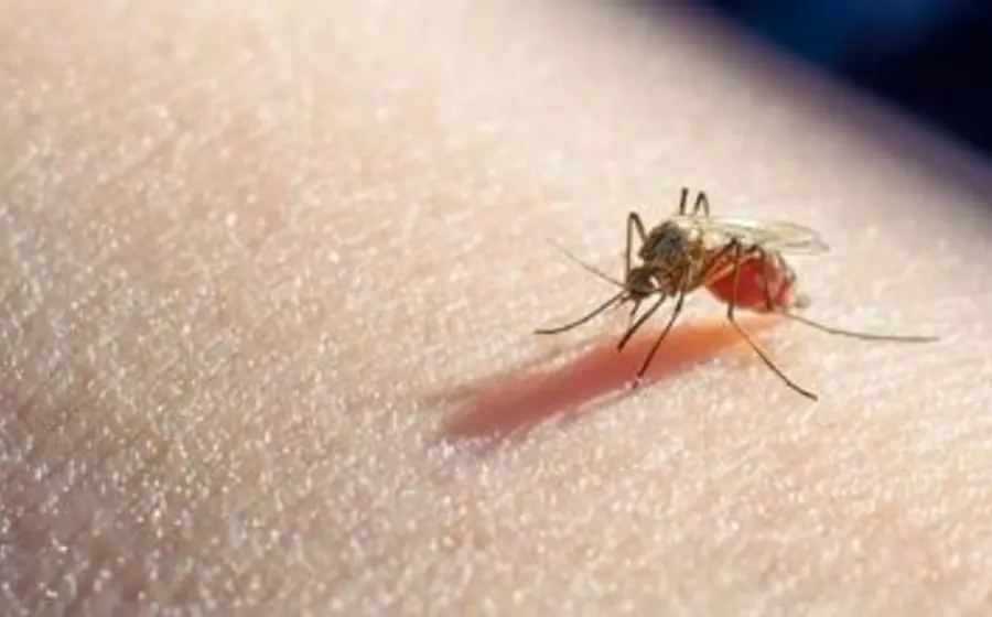 mosquito-paludismo