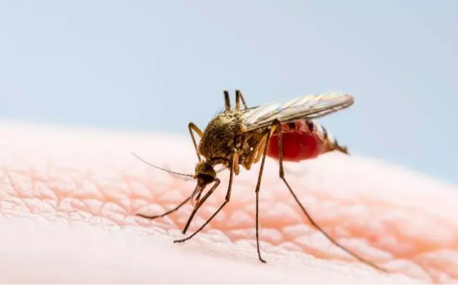 mosquito