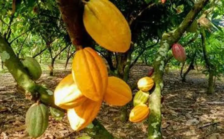 papaya-arbol