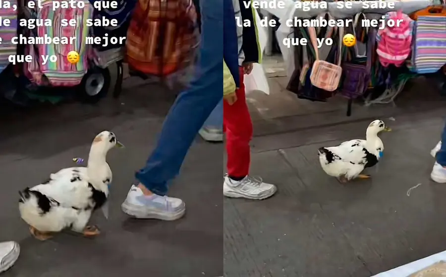 pato 