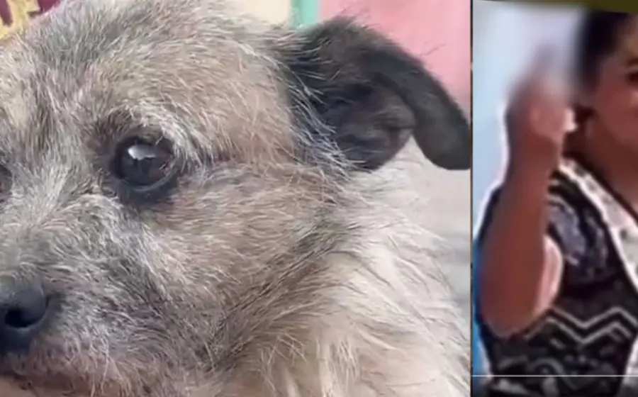 mujer_patea_perrita_escobazos