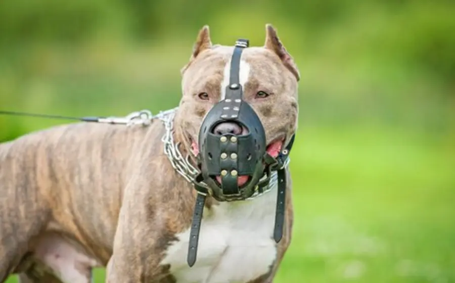 Pitbull