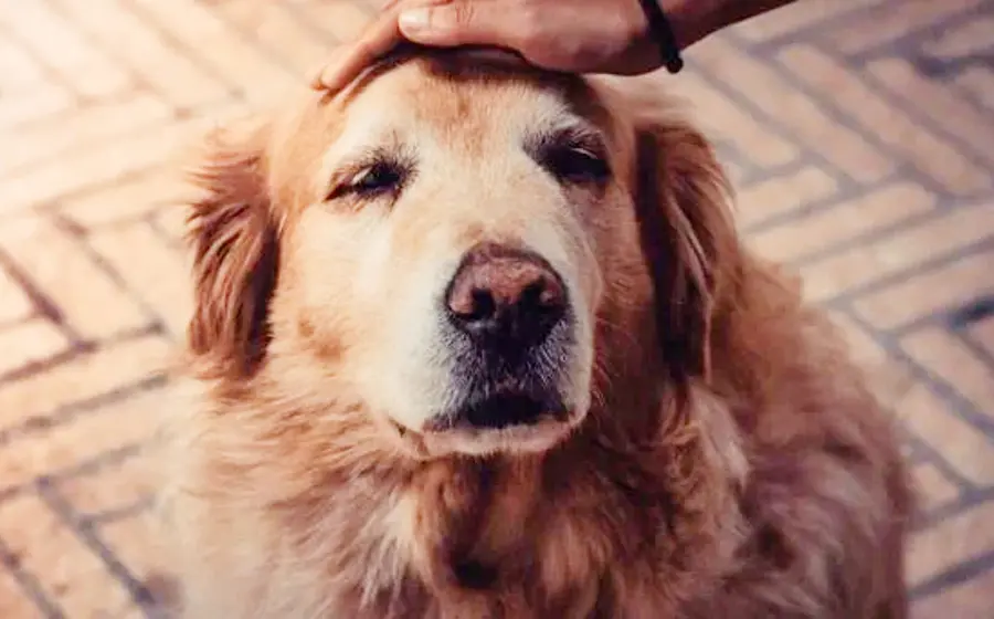 perro 