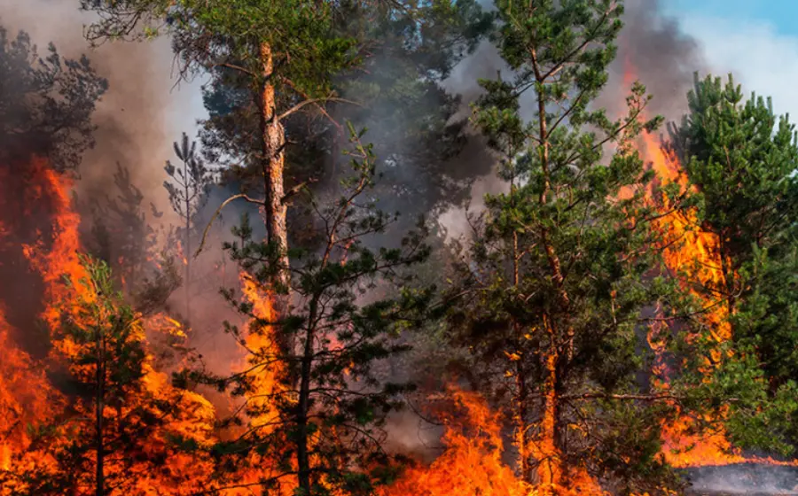 Incendio forestal