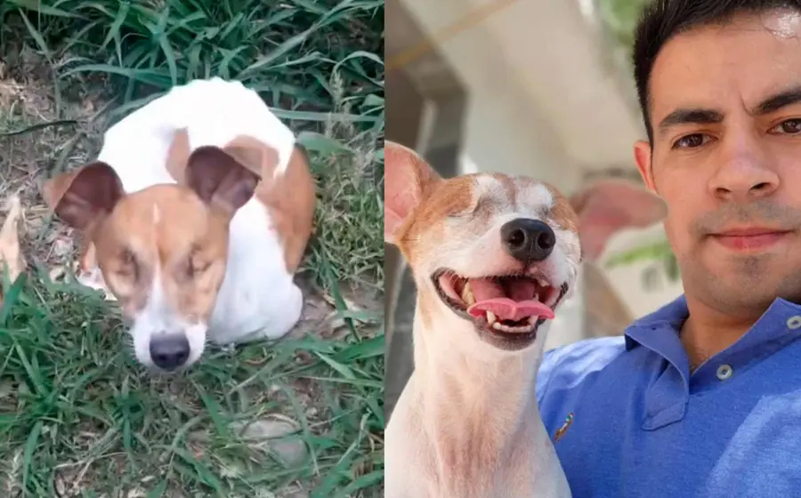 perrito-sin-ojos 