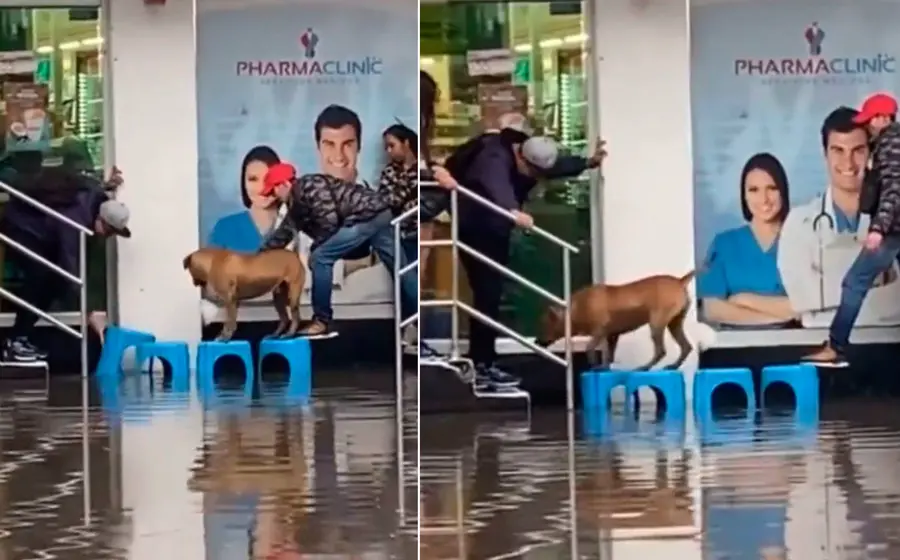 perrito 