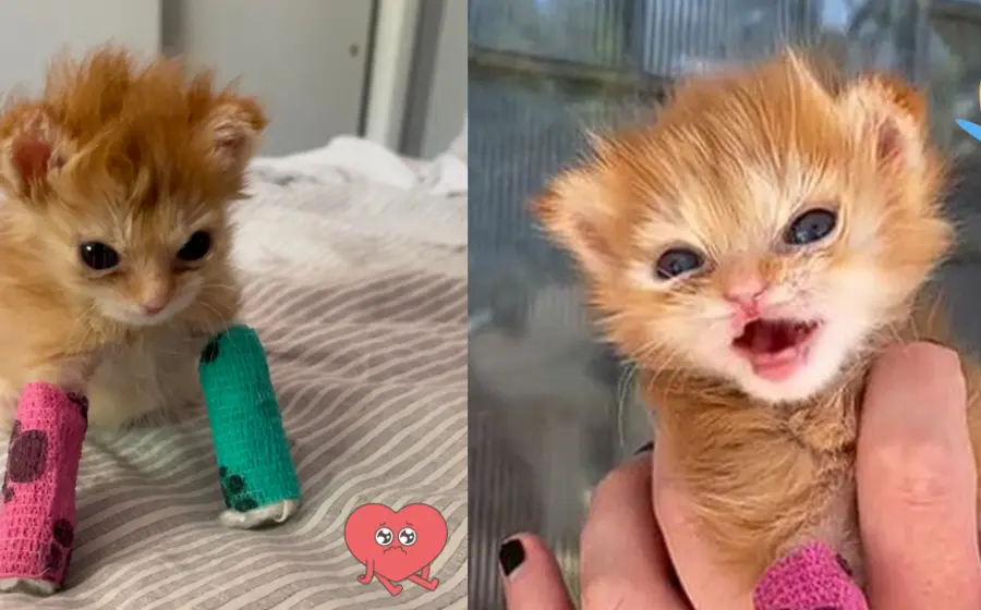 Tater tot