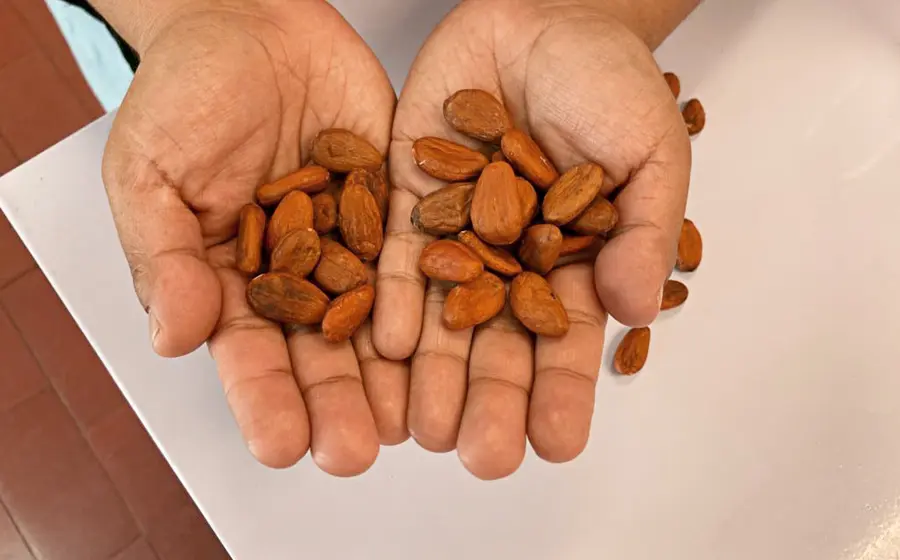 oaxaca_principal_productor_de_cacao