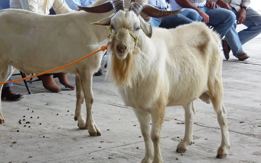 vaca-toro-ganado