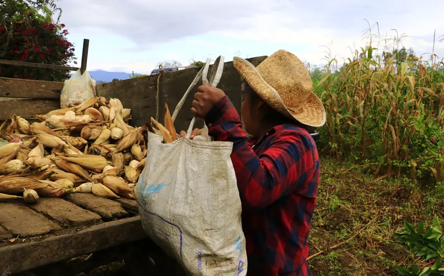 agricultura