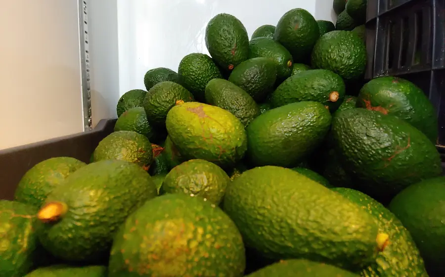 aguacate-oaxaca