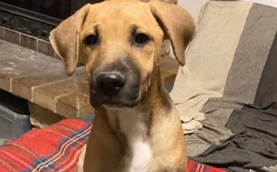 cachorro_bendji_pierde_hermanos