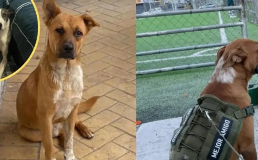lomito_vagabundo_es_adoptado_familia