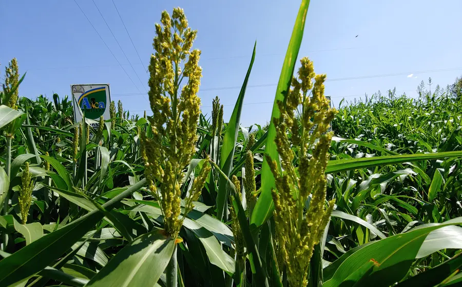 cultivo