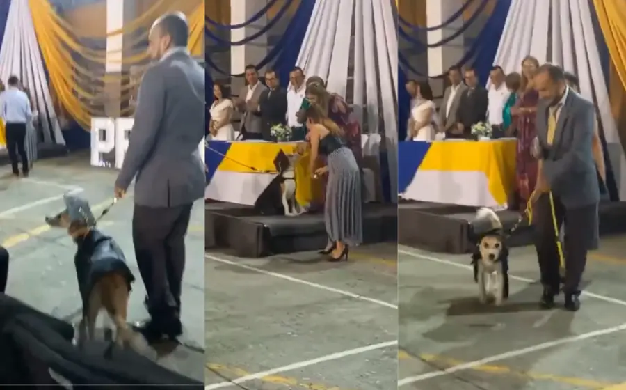 perrita_se_gradua_escuela_humanos