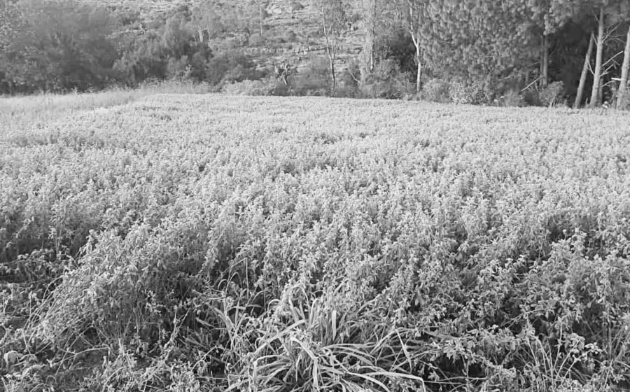 heladas-mixteca1