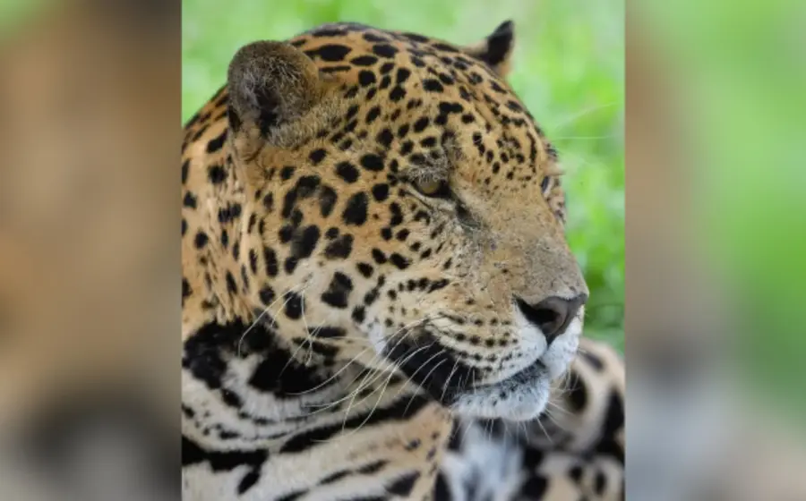 jaguar-oaxaca