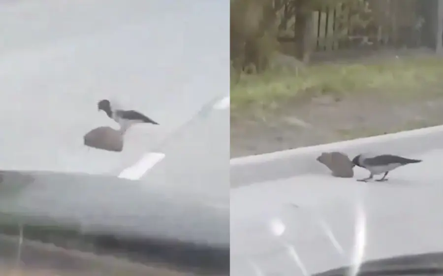 pajaro_ayuda_cruzar_avenida_erizo