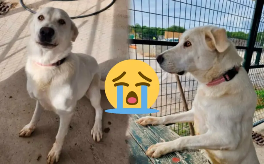 perrita_abandonada_espera_a_sus_humanos