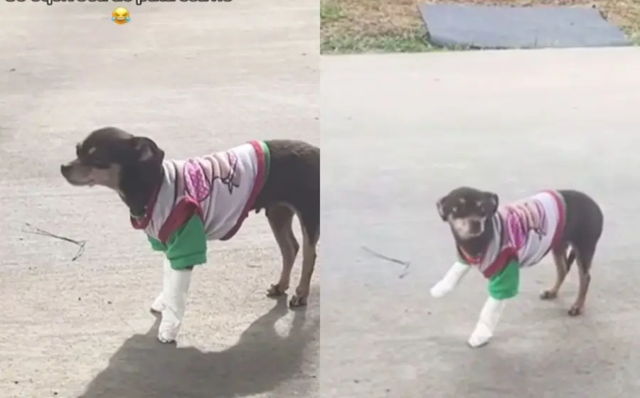 perrita_finge_pata_lastimada_se_equivoca